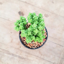Load image into Gallery viewer, Crassula Tom Thumb