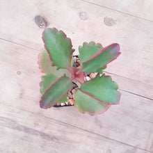 Load image into Gallery viewer, Kalanchoe sexangularis