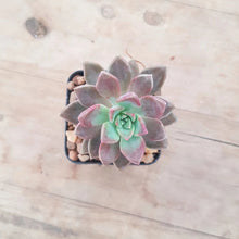 Load image into Gallery viewer, Graptopetalum paraquayense ssp. Bernalense