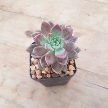 Load image into Gallery viewer, Graptopetalum paraquayense ssp. Bernalense