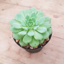 Load image into Gallery viewer, Echeveria Dondo