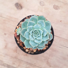 Load image into Gallery viewer, Echeveria Halbingerii