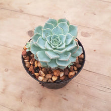Load image into Gallery viewer, Echeveria Halbingerii