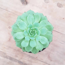 Load image into Gallery viewer, Echeveria Dondo