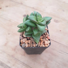 Load image into Gallery viewer, Crassula Springtime