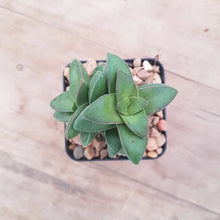 Load image into Gallery viewer, Crassula Springtime