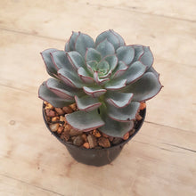 Load image into Gallery viewer, Echeveria Moranii