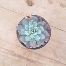 Load image into Gallery viewer, Echeveria laulensis