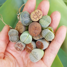 Load image into Gallery viewer, Lithops Assorted - About 2cm Wide