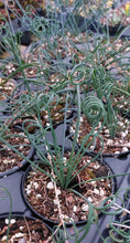 Load image into Gallery viewer, Albuca spiralis - Corkscrew Plant