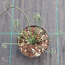 Load image into Gallery viewer, Albuca spiralis - Corkscrew Plant