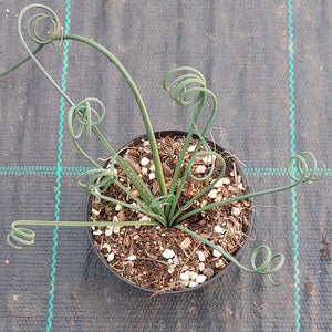 Albuca spiralis - Corkscrew Plant