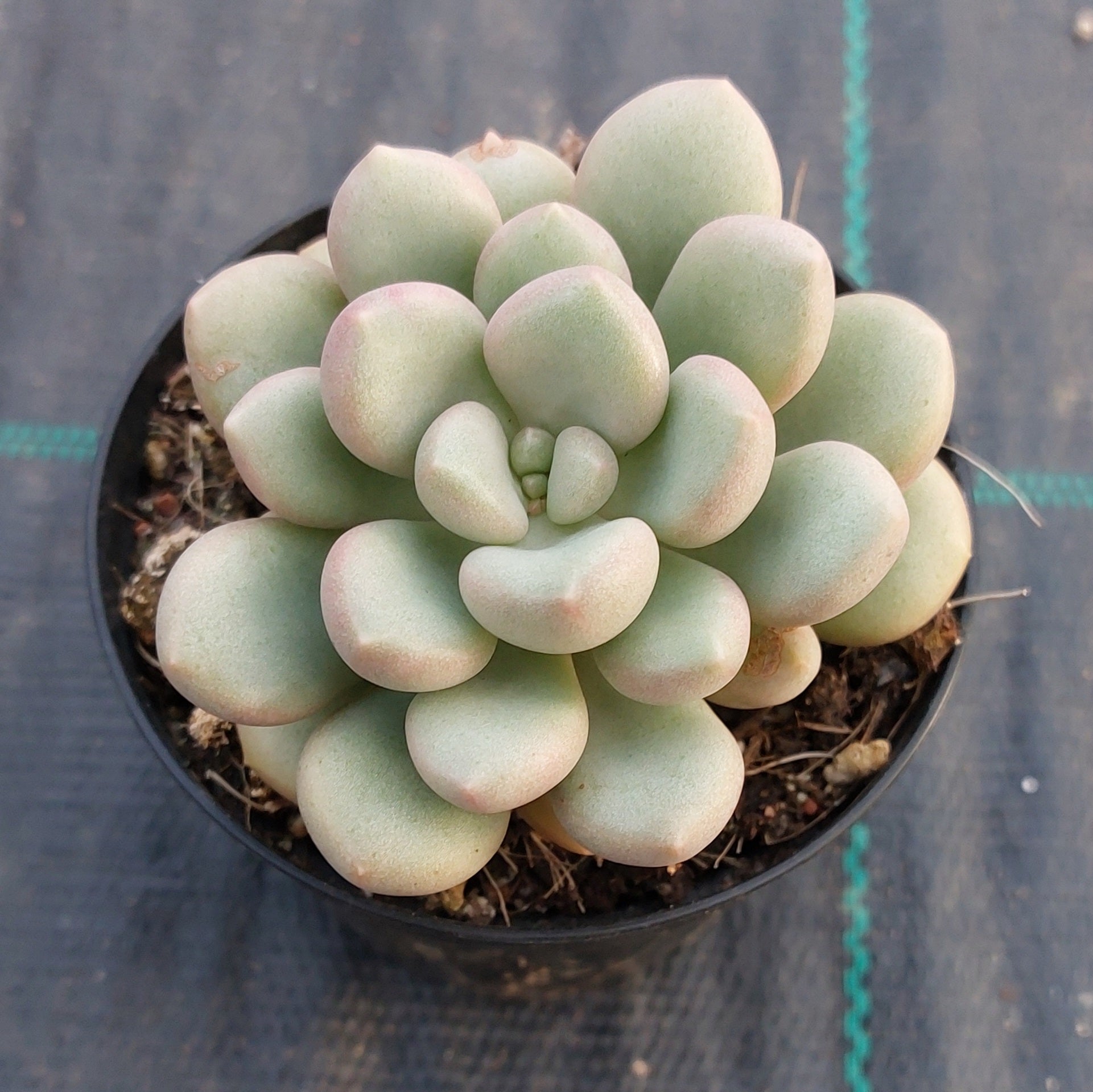 avant garde succulent Graptoveria Avant-Garde – Mick's Succulents