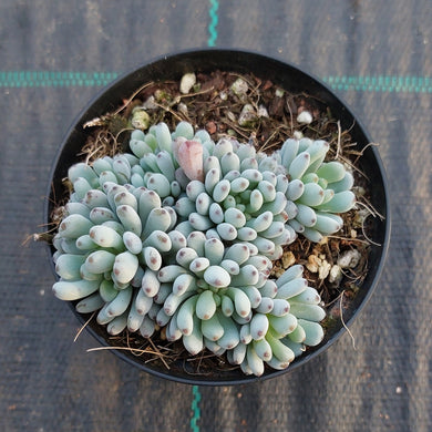 Graptopetalum pachyphyllum