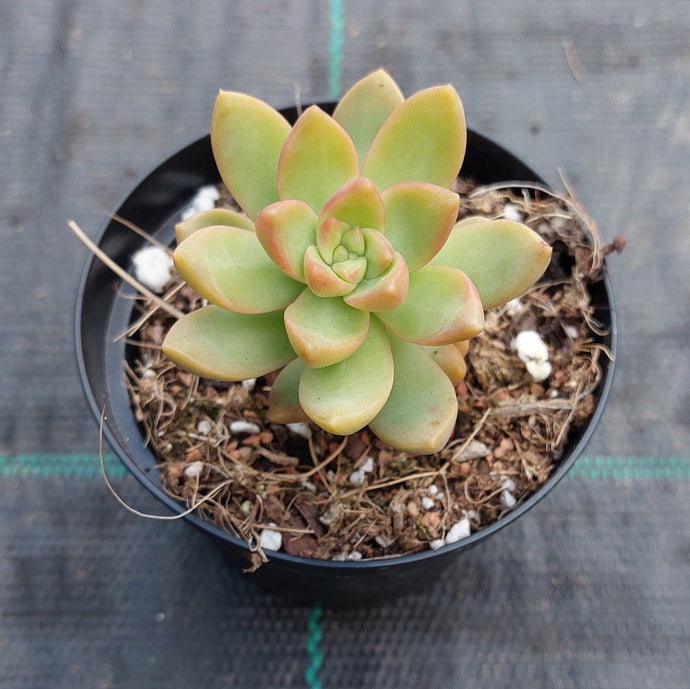 golden goddess succulent Sedeveria Golden Goddess – Mick's Succulents