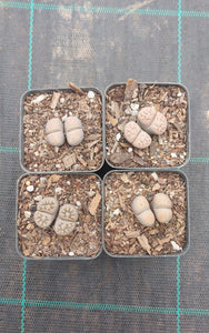 Lithops assorted (2 heads)