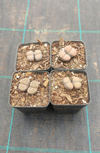 Load image into Gallery viewer, Lithops assorted (2 heads)