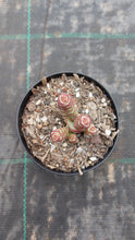 Load image into Gallery viewer, Crassula Baby Necklace