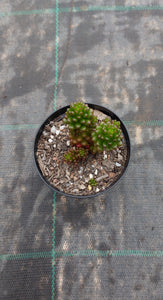 Sedum rubrotinctum Red Berry