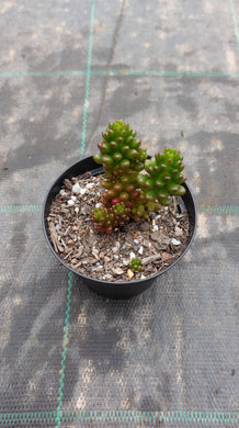 Sedum rubrotinctum Red Berry