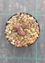 Load image into Gallery viewer, Crassula Baby Necklace