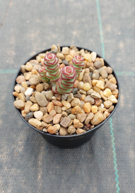 Crassula Baby Necklace