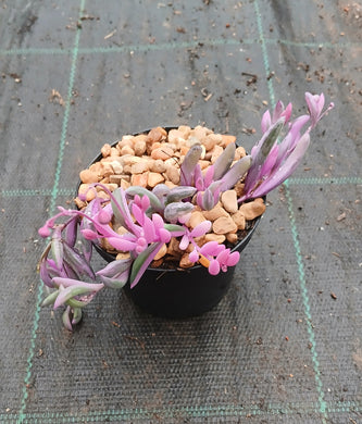 Othonna capensis - Ruby Necklace Variegated
