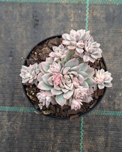 Load image into Gallery viewer, Echeveria prolifica Variegated
