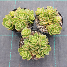 Load image into Gallery viewer, Echeveria Rolly