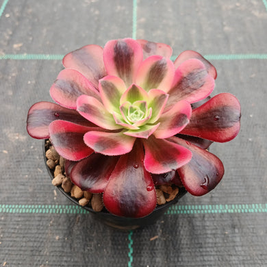 Aeonium Medusa