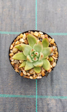 Load image into Gallery viewer, Echeveria agavoides Gaya