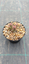 Load image into Gallery viewer, Crassula Baby Necklace