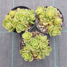Load image into Gallery viewer, Echeveria Rolly