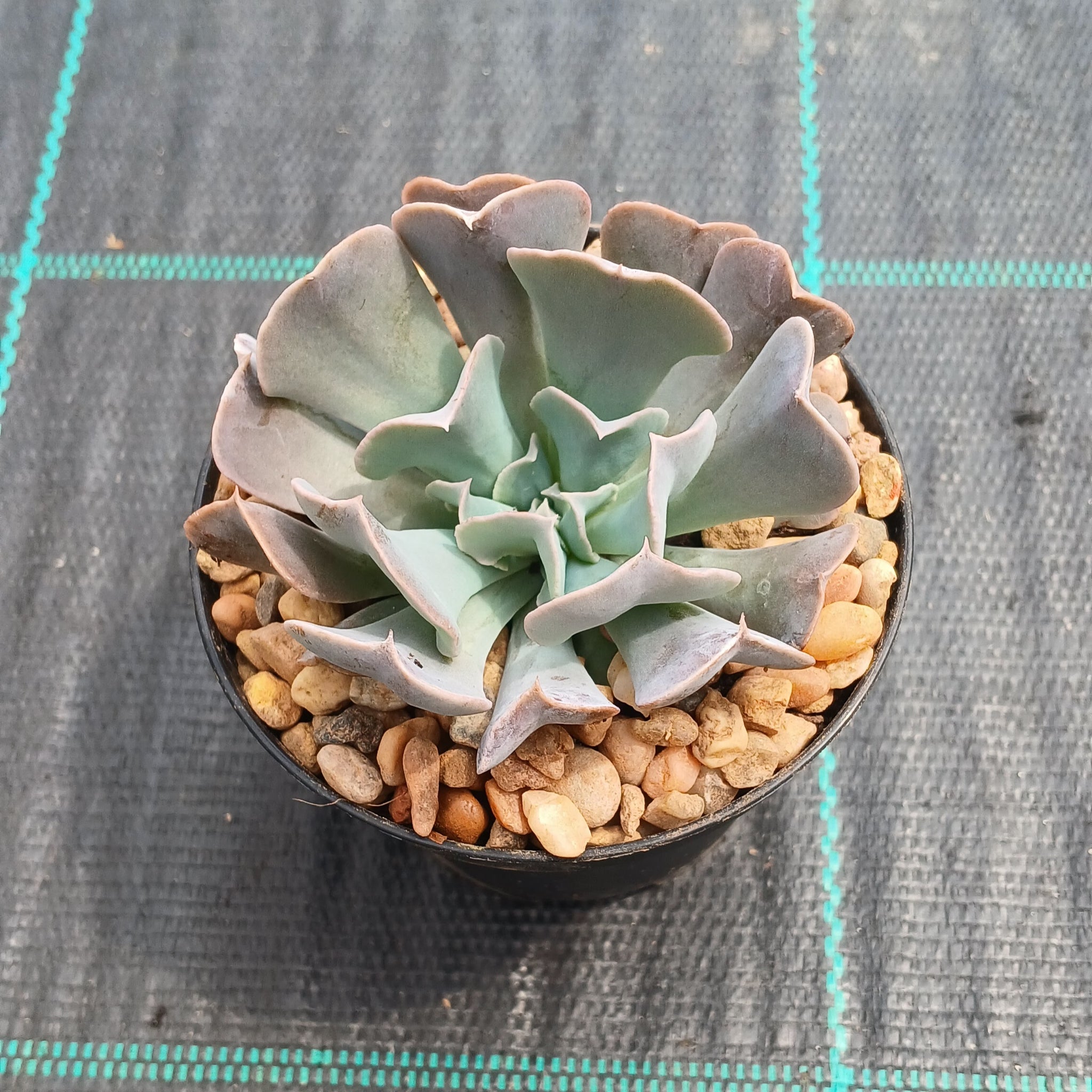 swan lake succulent Echeveria Swan Lake – Mick's Succulents