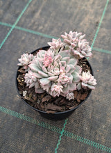 Load image into Gallery viewer, Echeveria prolifica Variegated