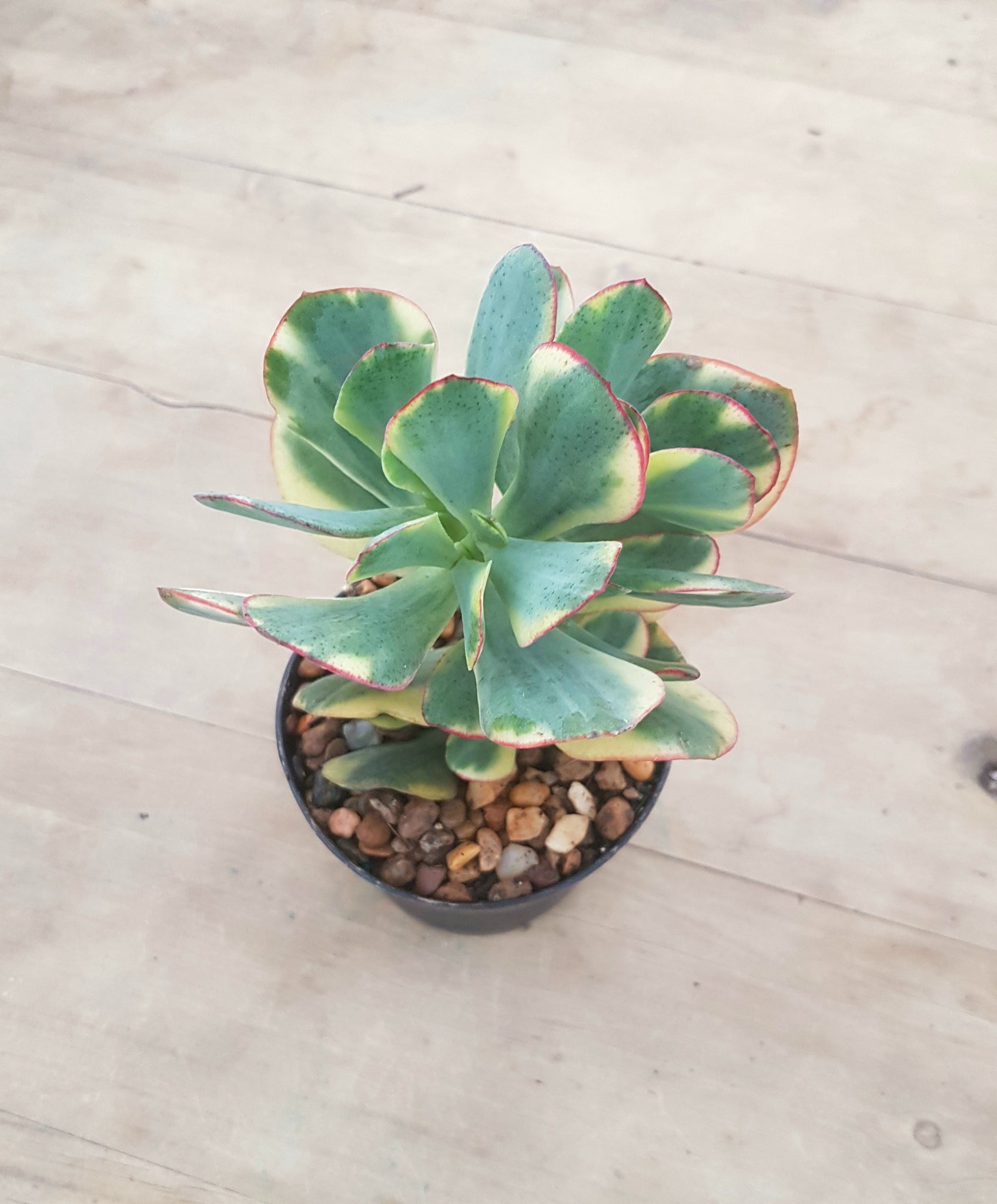 crassula blue bird succulent Crassula Bluebird Variegated – Mick's Succulents