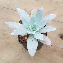 Load image into Gallery viewer, Echeveria Cante