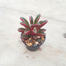 Load image into Gallery viewer, Peperomia graveolens