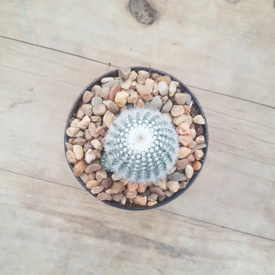 Parodia scopa