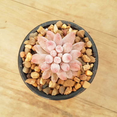 Pachyphytum Baby Fingers