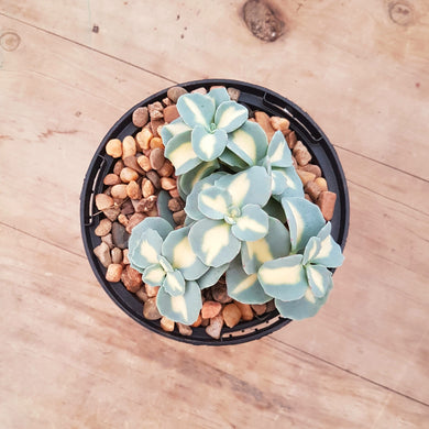 Sedum seiboldii variegated