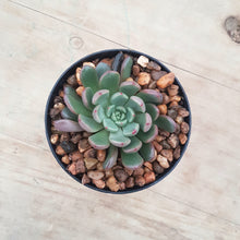Load image into Gallery viewer, Graptoveria Pink Ruby