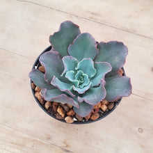 Load image into Gallery viewer, Echeveria Blue Curls