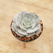 Load image into Gallery viewer, Echeveria Pollux