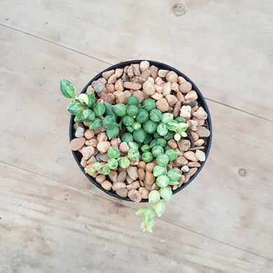 Senecio Angel Tears Variegated