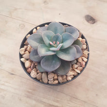 Load image into Gallery viewer, Echeveria Chroma