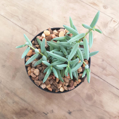 Senecio Blue Falls