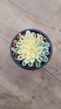 Load image into Gallery viewer, Aeonium Suncup