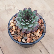 Load image into Gallery viewer, Sempervivum Cafe