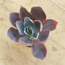 Load image into Gallery viewer, Echeveria Afterglow